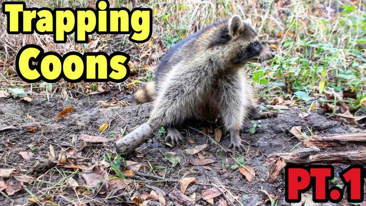 Trapping Raccoons 2017 : Dog Proof Traps Day 1