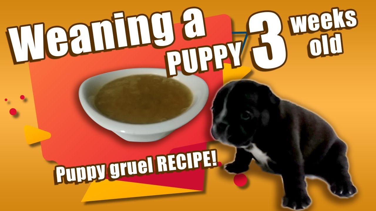 🐶 Weaning a Puppy - what to feed puppies at 3 weeks