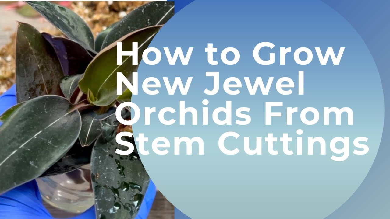 How to Grow New Jewel Orchids from Stem Cuttings