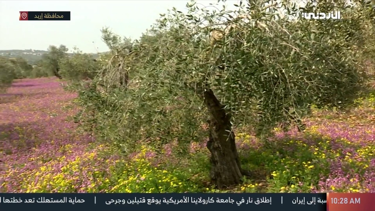 🔹جمال الربيع في محافظة اربد