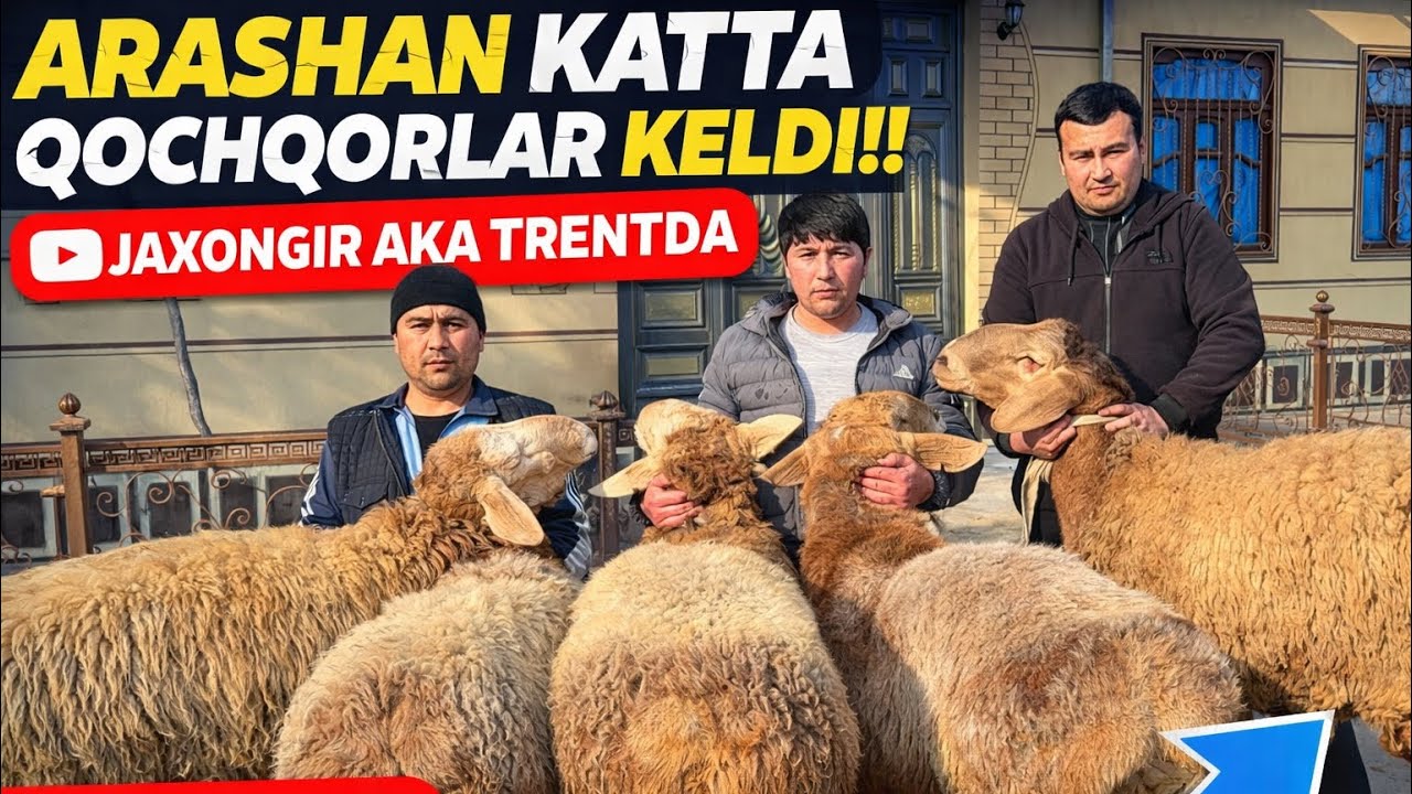ENG KATTA ARASHAN QO‘CHQORLAR 💪BUGUN KELDI! SHOSHILING 