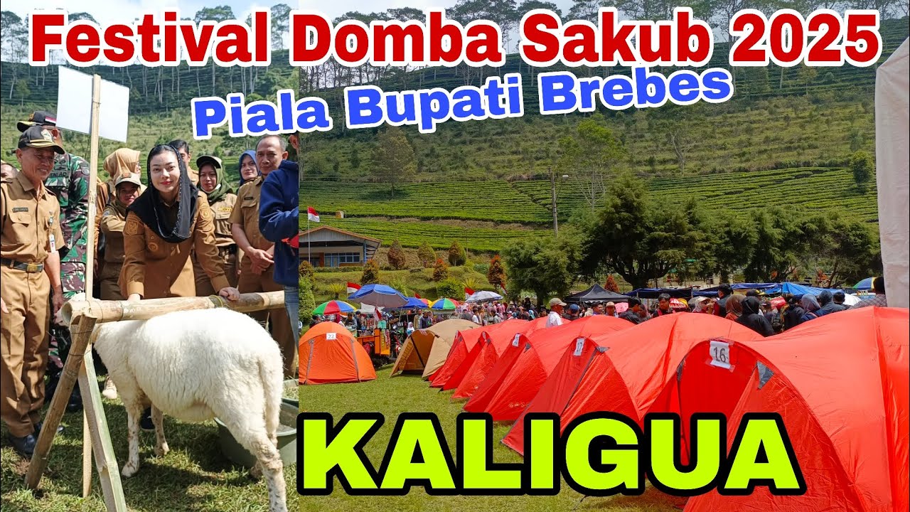 FESTIVAL DOMBA SAKUB 2025 KALIGUA