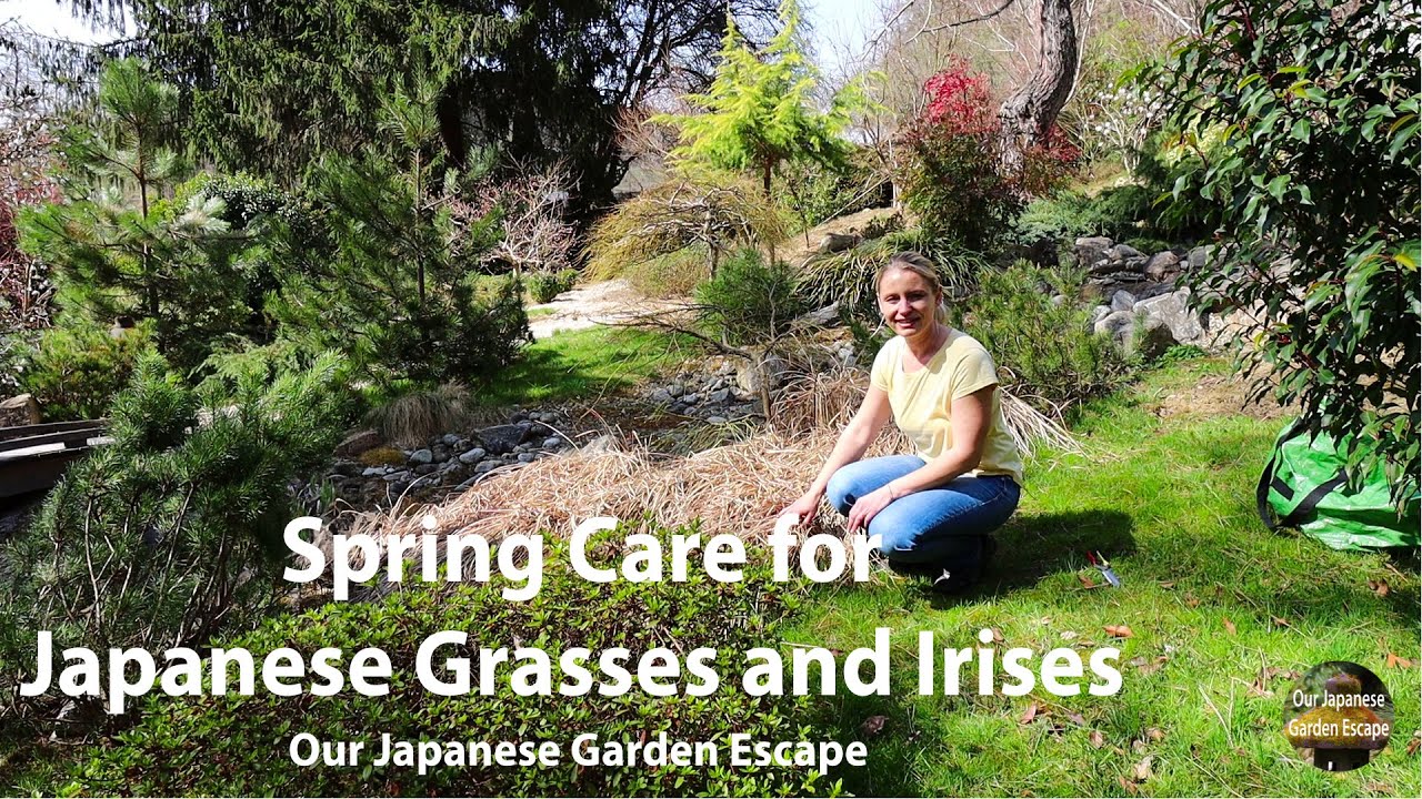 Spring Care for Japanese Blood Grass and Irises | Our Japanese Garden Escape