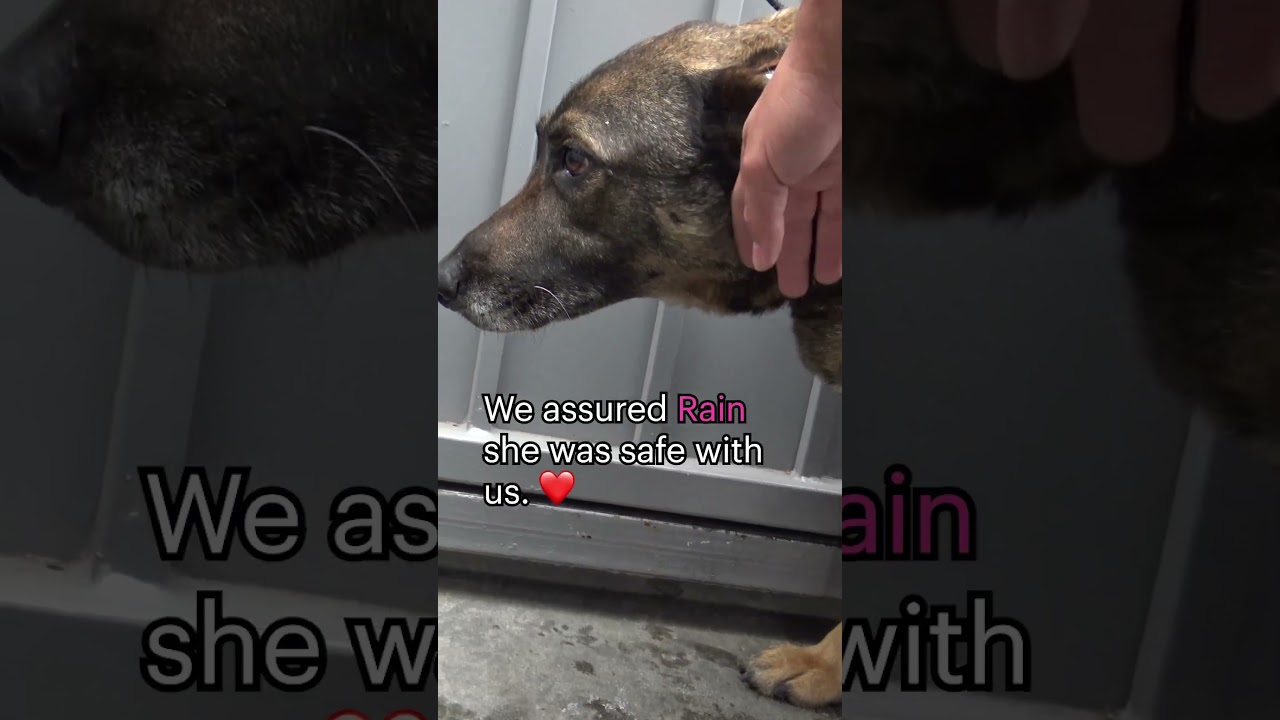 Abandoned #GermanShepherd cries like a human-full video: www.HopeForPaws.org ❤️ #dogs #rescue #love