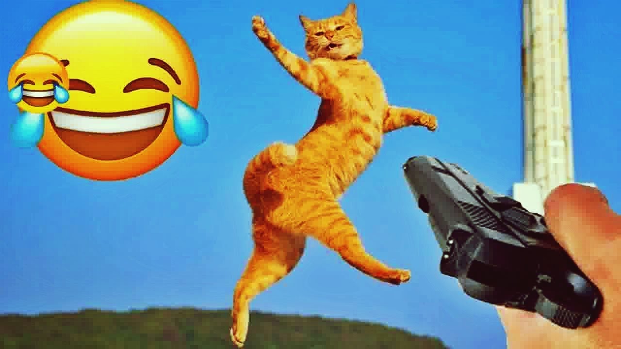 𝐅𝐮𝐧𝐧𝐲 𝐃𝐎𝐆𝐒 𝐚𝐧𝐝 𝐂𝐀𝐓𝐒 𝐕𝐢𝐝𝐞𝐨𝐬 𝟐𝟎𝟐𝟒 😹😻🐶 𝐁𝐞𝐬𝐭 𝐅𝐮𝐧𝐧𝐢𝐞𝐬𝐭 𝐀𝐧𝐢𝐦𝐚𝐥 𝐕𝐢𝐝𝐞𝐨𝐬 😂