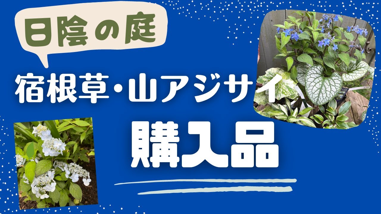 《購入品／シェードガーデン向き宿根草・ヤマアジサイ等》コンパクトに育てられる山アジサイの魅力／カラーリーフで日陰のお庭を明るく！（ホスタ・ブルンネラ・ツワブキ）／植栽配置