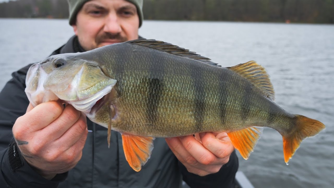 BB Custom Rods on Tour #8 - Perch Madness vol. 2