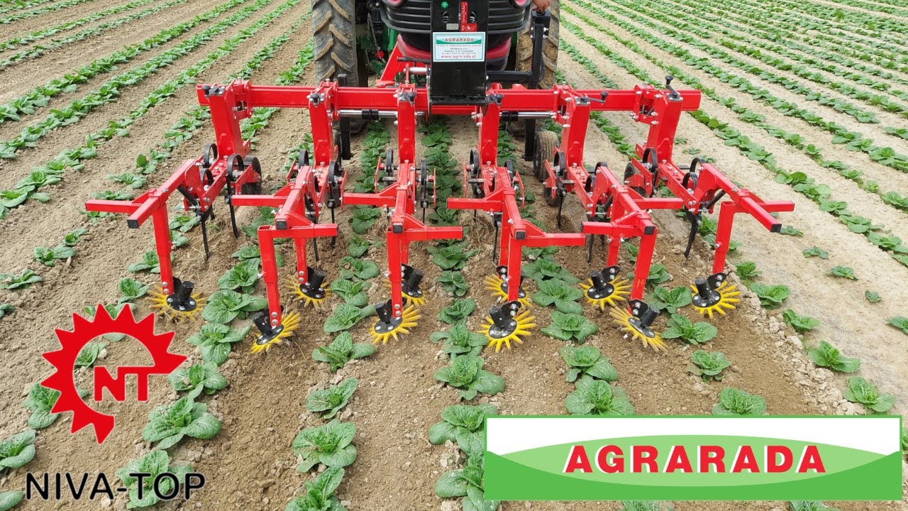 Pielnik NIVA-TOP podczas pracy w kapuście pekińskiej. Rozstaw między rzędami 50cm. Row cultivator.