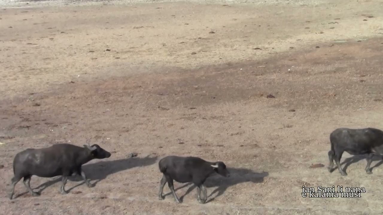 o weka e monsuta! (kalama musi)