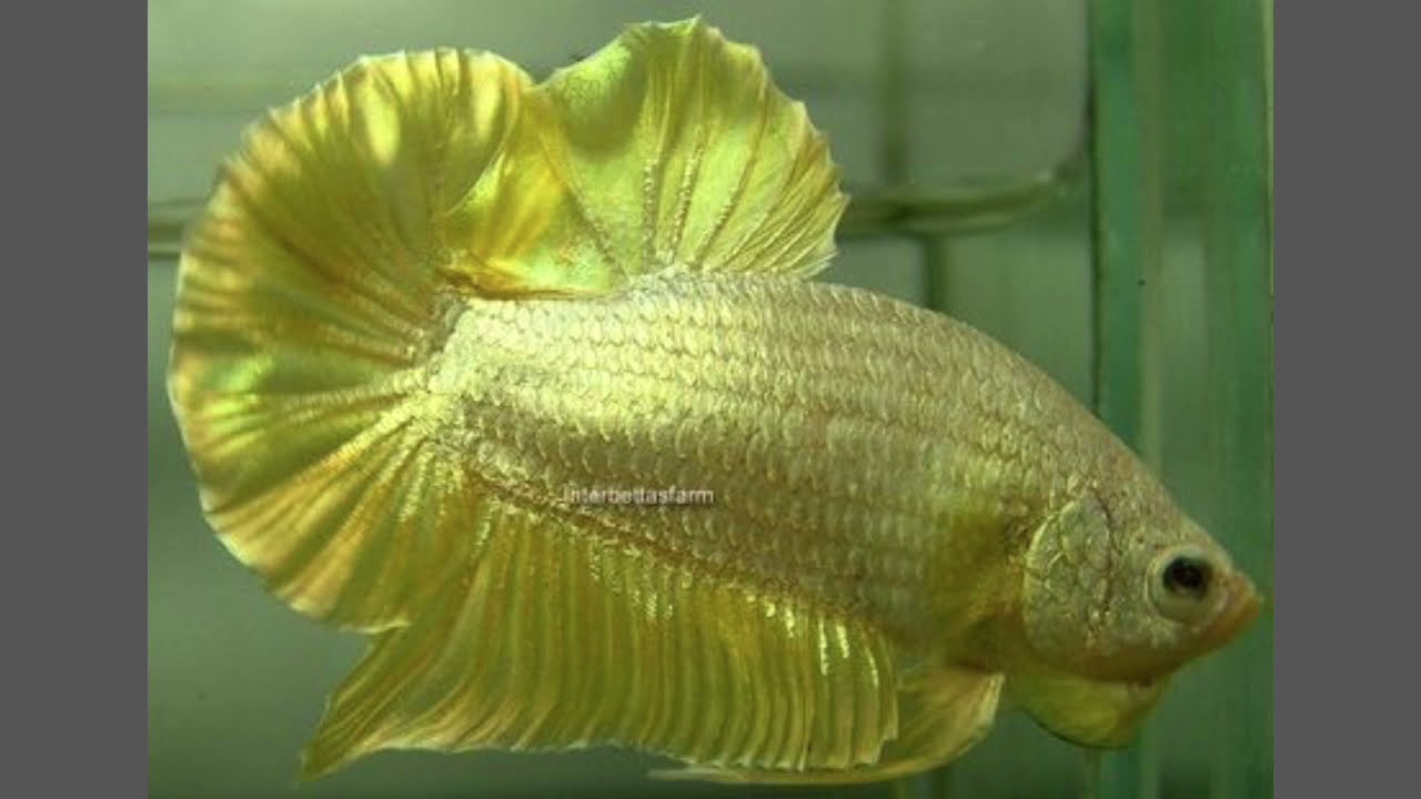 I 10 PESCI BETTA PIU' BELLI DEL MONDO