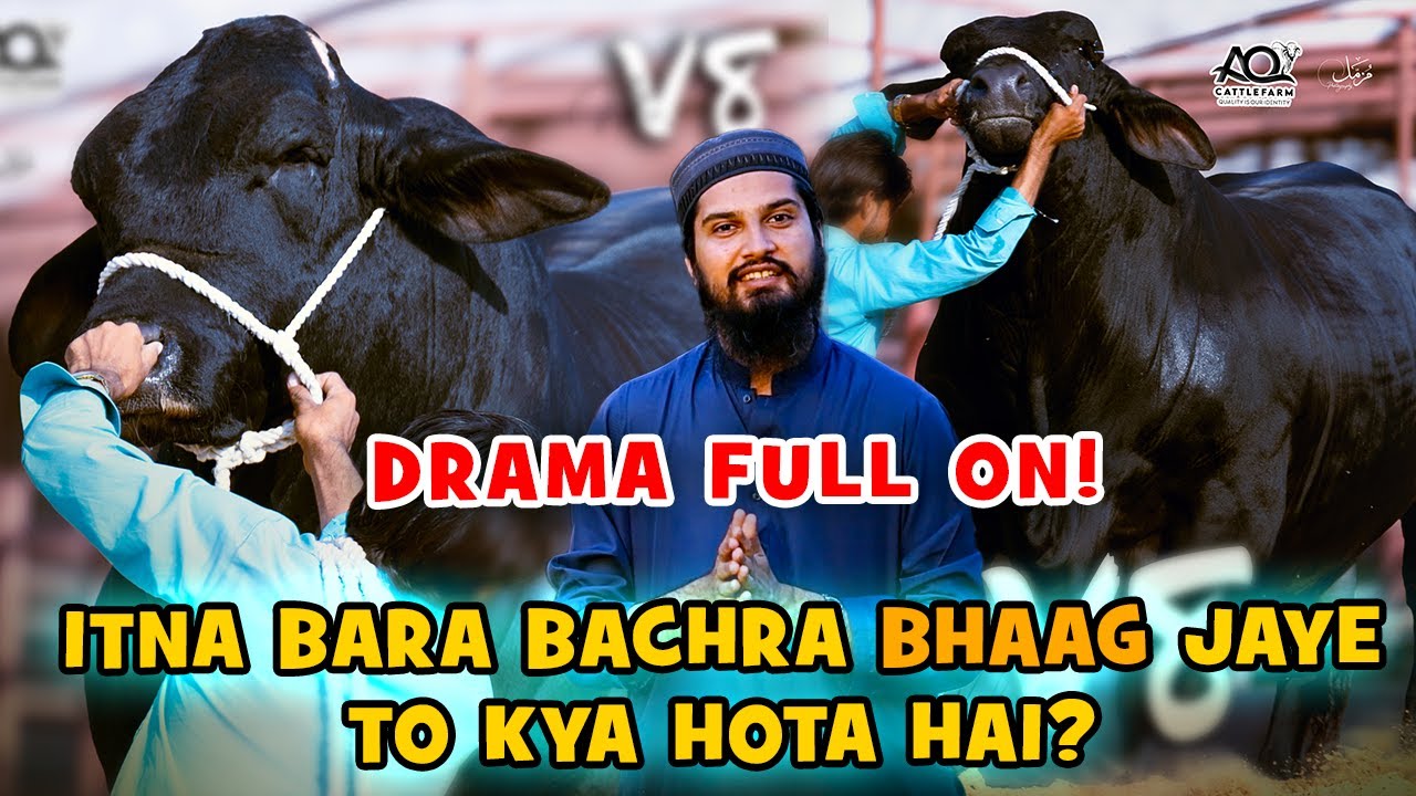 Sab Se Bara Bachra Control Se Bahar! BIGGEST Announcement! | AQ Cattle Farm