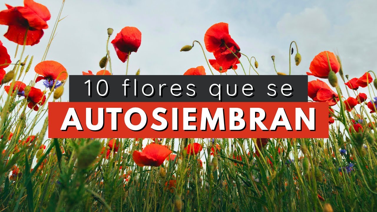 10 flores que se AUTO SIEMBRAN | Self-Seeding Flowers 🌷