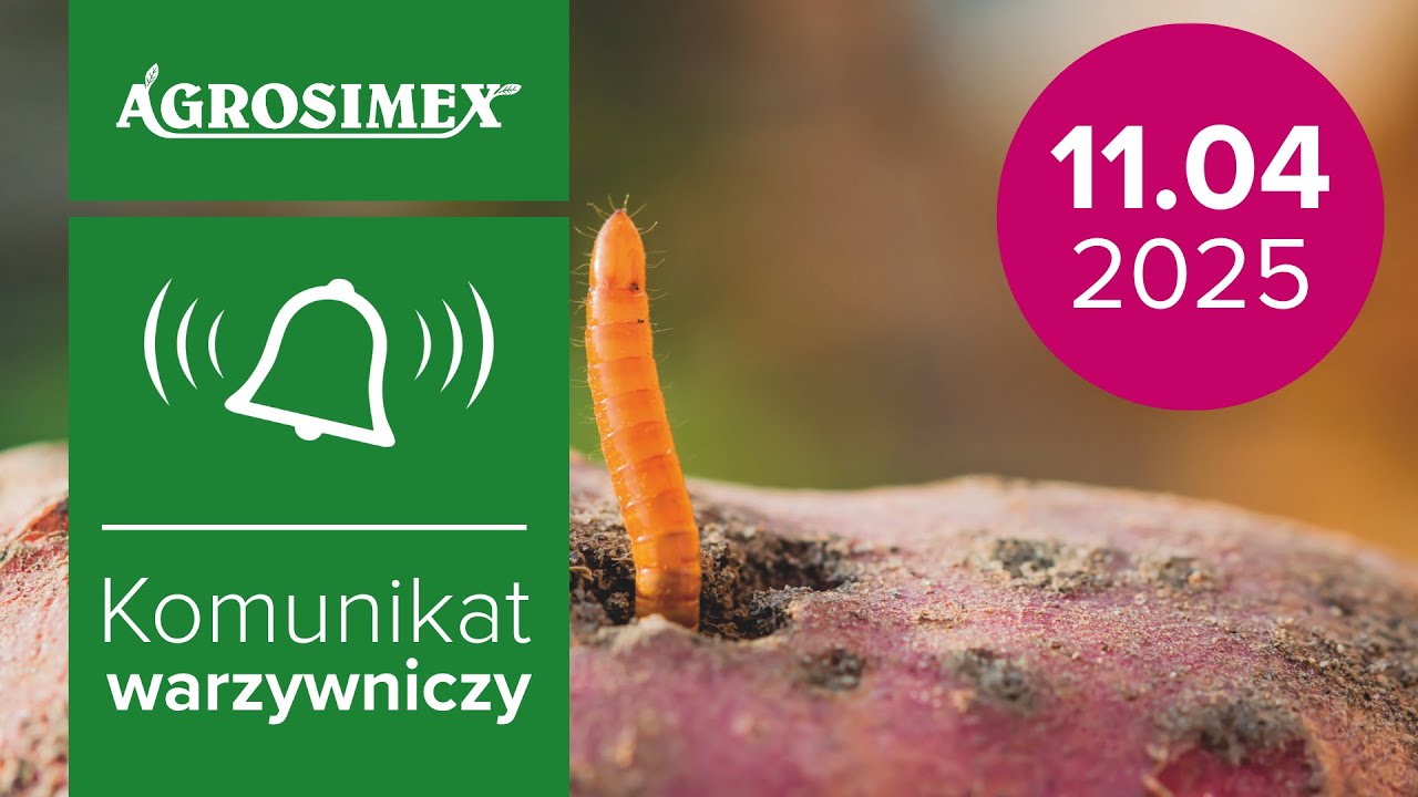📢 Drutowce coraz większym problemem w uprawie ziemniaków i cebuli 🌱 | Komunikat Warzywniczy