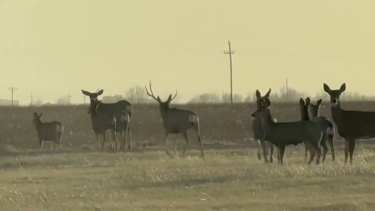 Incredible Deer Close Encounter in East Bluefield Field, Deer Watch in Countryside Outdoor Adventure