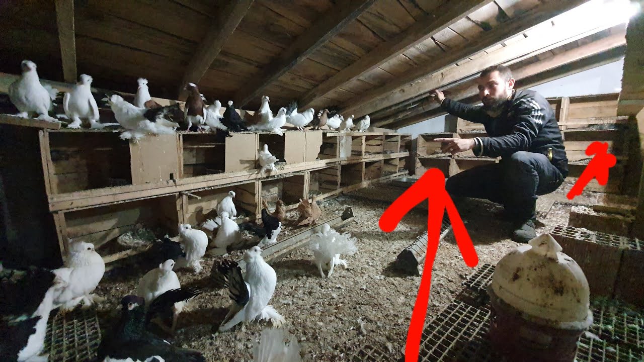 RUS KUŞUNUN BARONLARINDAN AHMET GÖÇTÜRK KÜMESLERİNDE 2.BÖLÜM    YAKLAŞIK  400 KUŞ