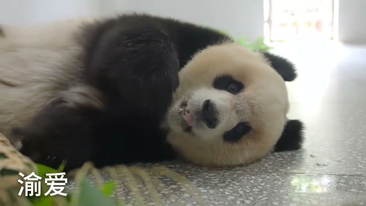 重庆动物园发布了非展区的胖达们，牠们今天在干啥？#大熊猫 #cute #panda #shorts