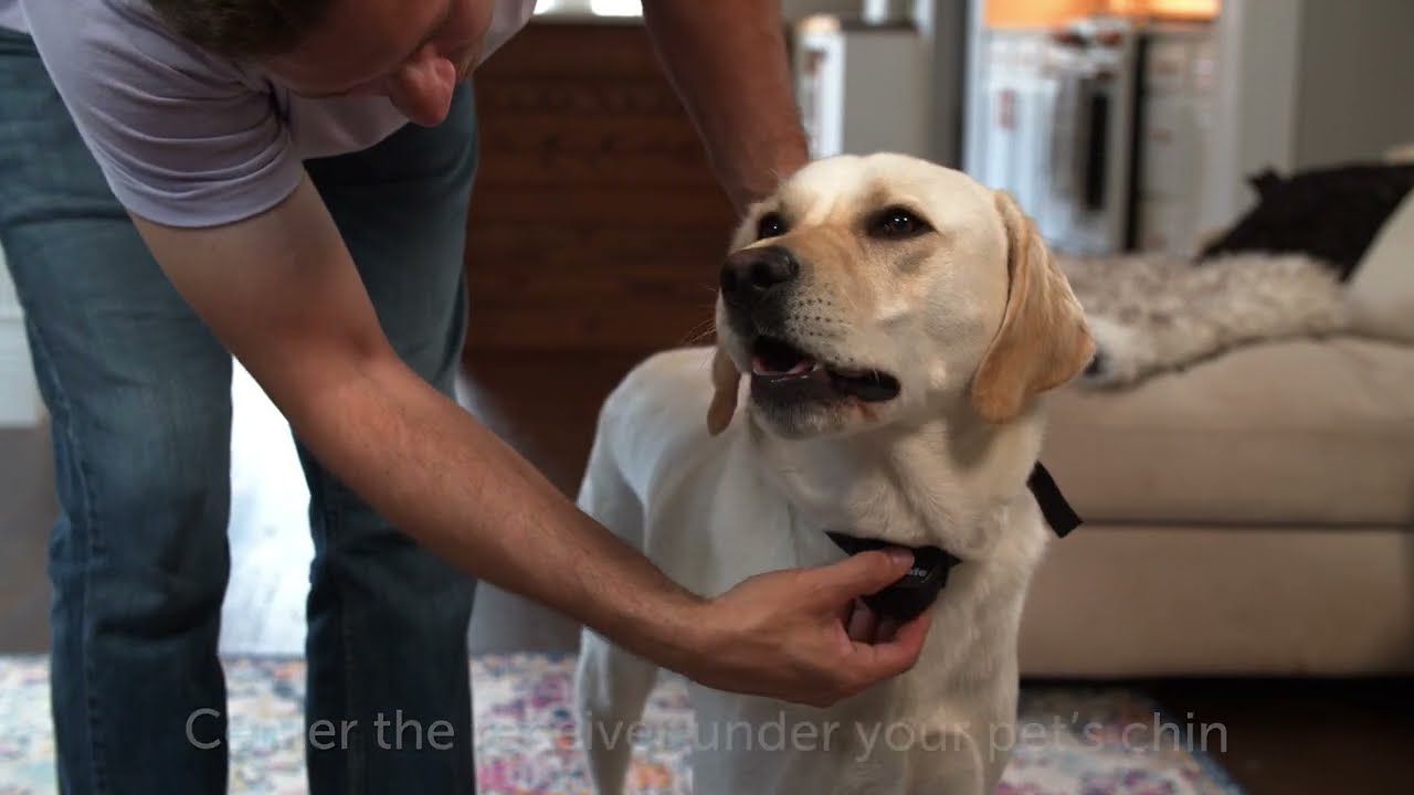 How to Set Up the PetSafe&reg; Stay & Play&trade; Wireless Fence for Stubborn Dogs