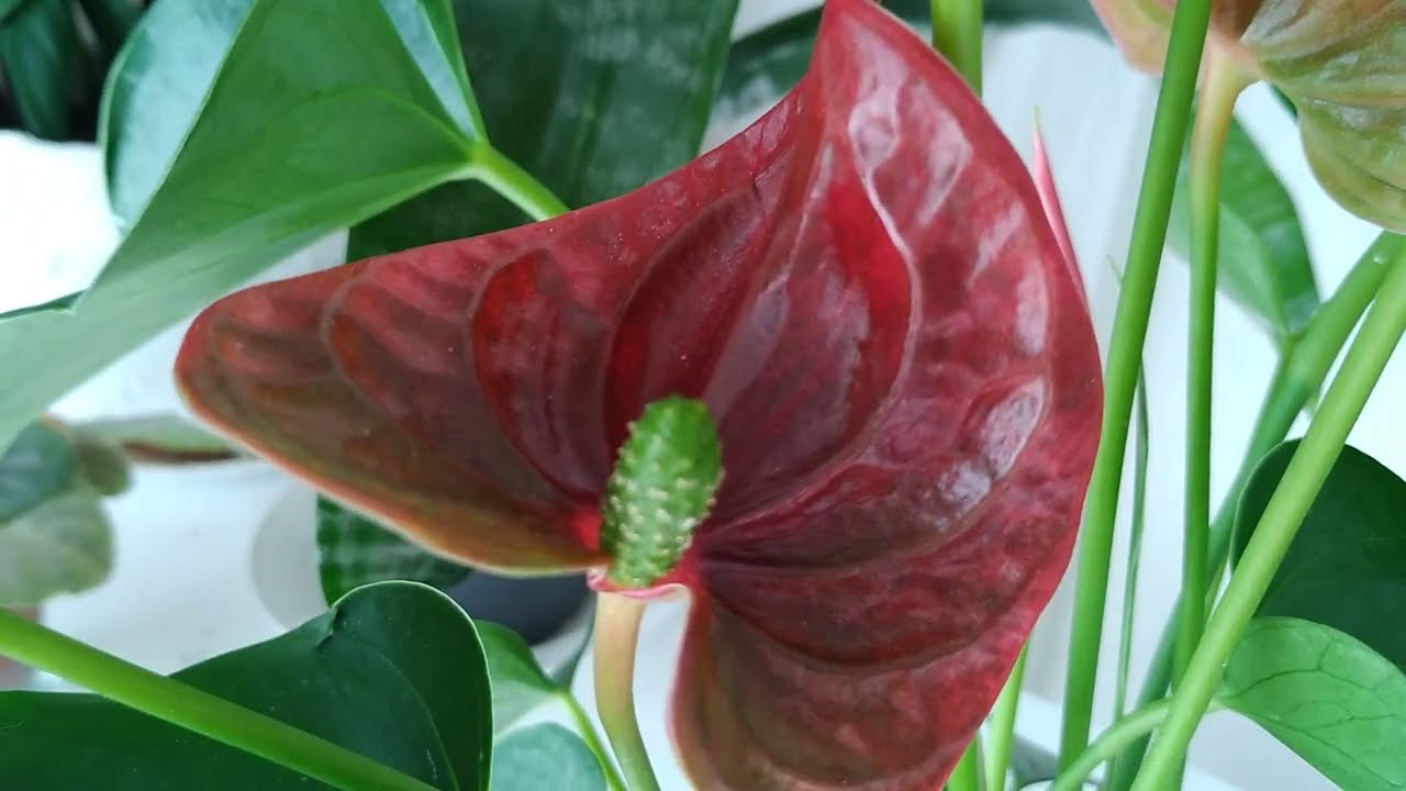 Antoryum Çiçeği Bakımına Dair Önemli Bilgiler (Flamingo Çiçeği ,Anthurium ,Kuyruk Çiçeği)