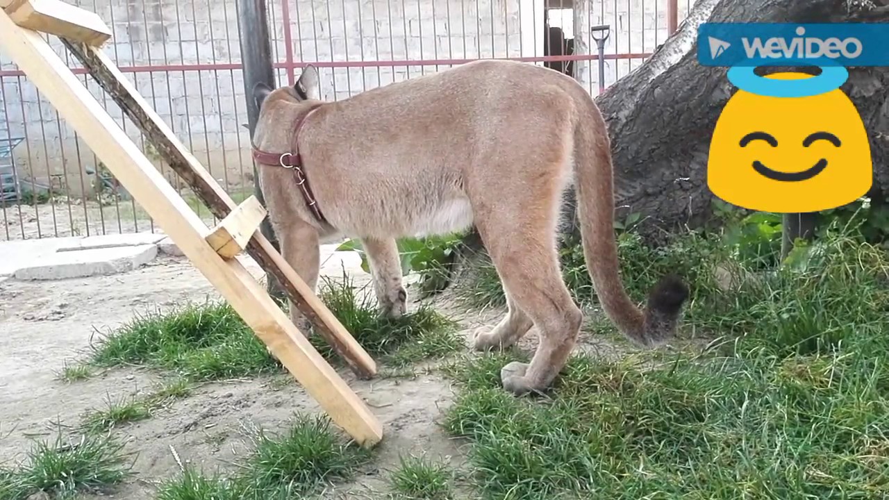 Puma concolor, puma Nubia