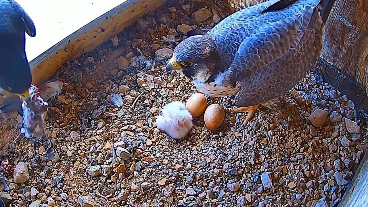 #falcon Cam3#02 Review baby birds in the nest - Dad and mother brings food to feed their chicks