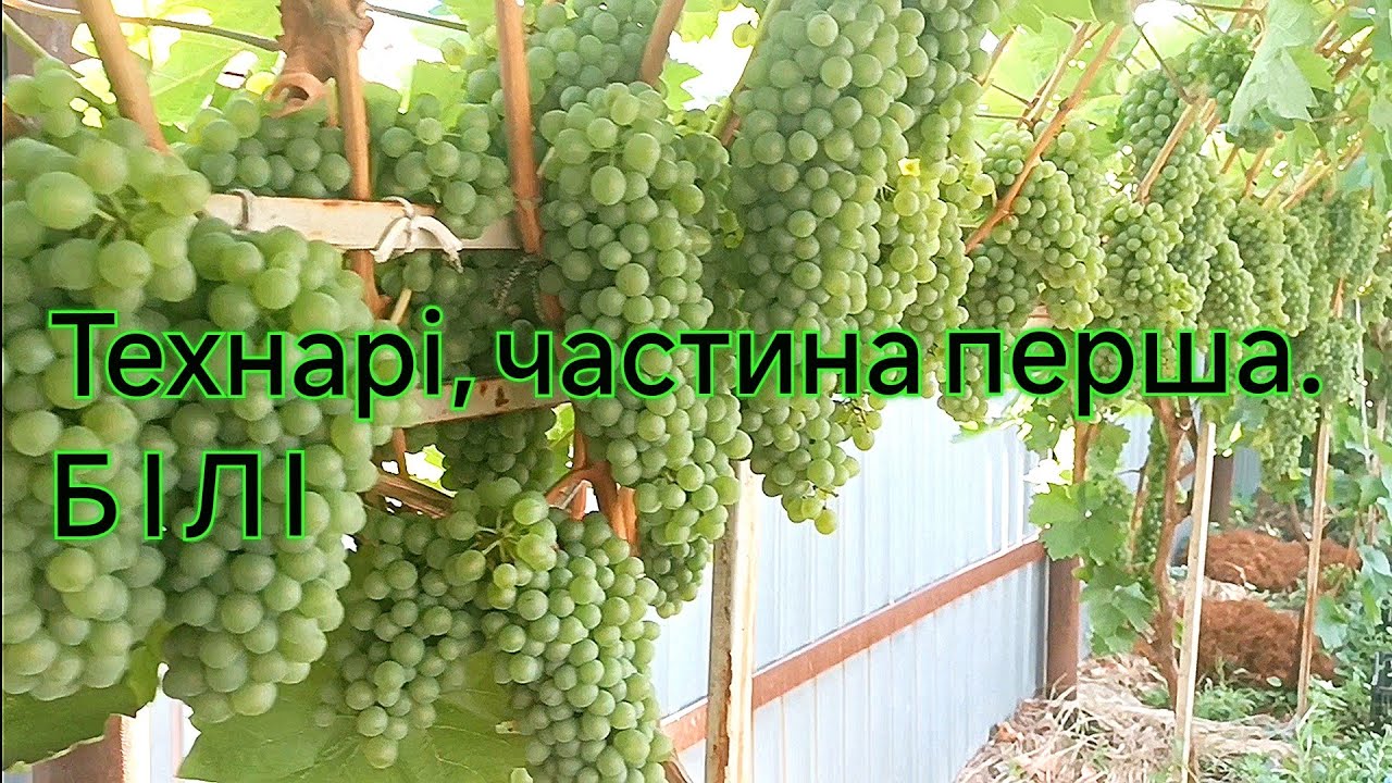 Технічний виноград. Частина 1: білі