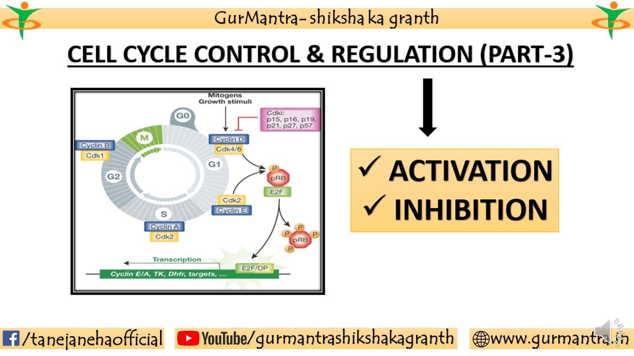 CYCLIN & CDK IN CELL CYCLE | CELL CYCLE CONTROL & REGULATION | PART-3
