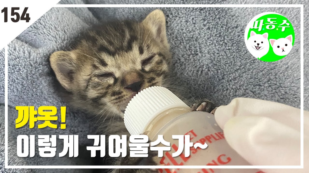 신생아급 아기고양이와 동물병원 직원들의 육아일기   -따뜻한 동물병원 수술실 134화