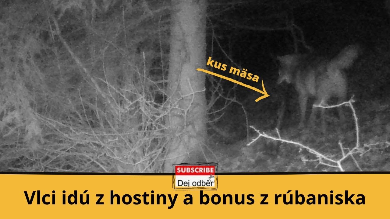Vlci id&uacute; z hostiny a bonus z r&uacute;baniska 🐺🍗🐺🎥❓