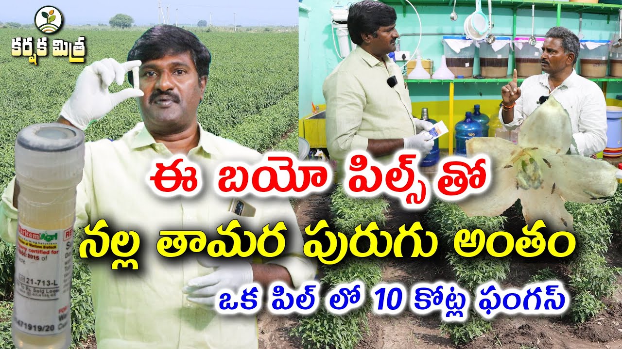 ఒక పిల్ లో 10 కోట్ల ఫంగస్ || తామర పురుగు అంతం || Organic Chilli Farming Part - 3 || Karshaka Mitra