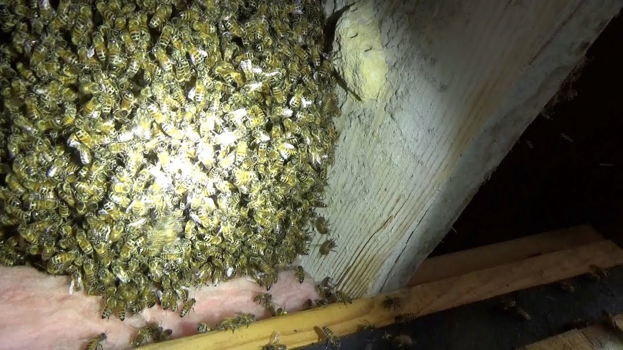 You won't believe what was lurking in their roof.