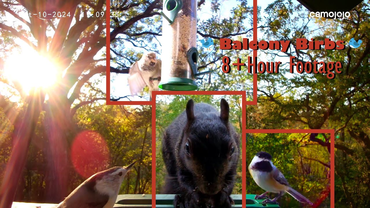 8+ Hour Birdcam on an Autumn day on the Balcony