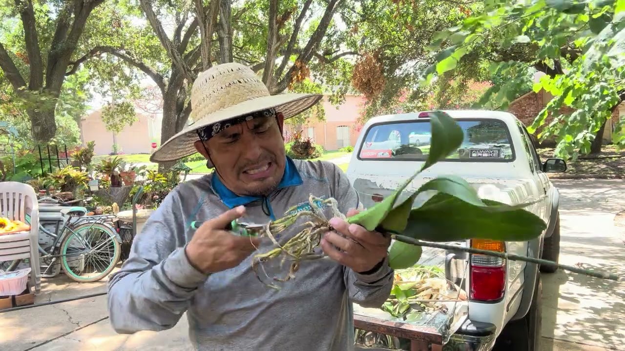 Rescatando 22 plantas de la basura !!