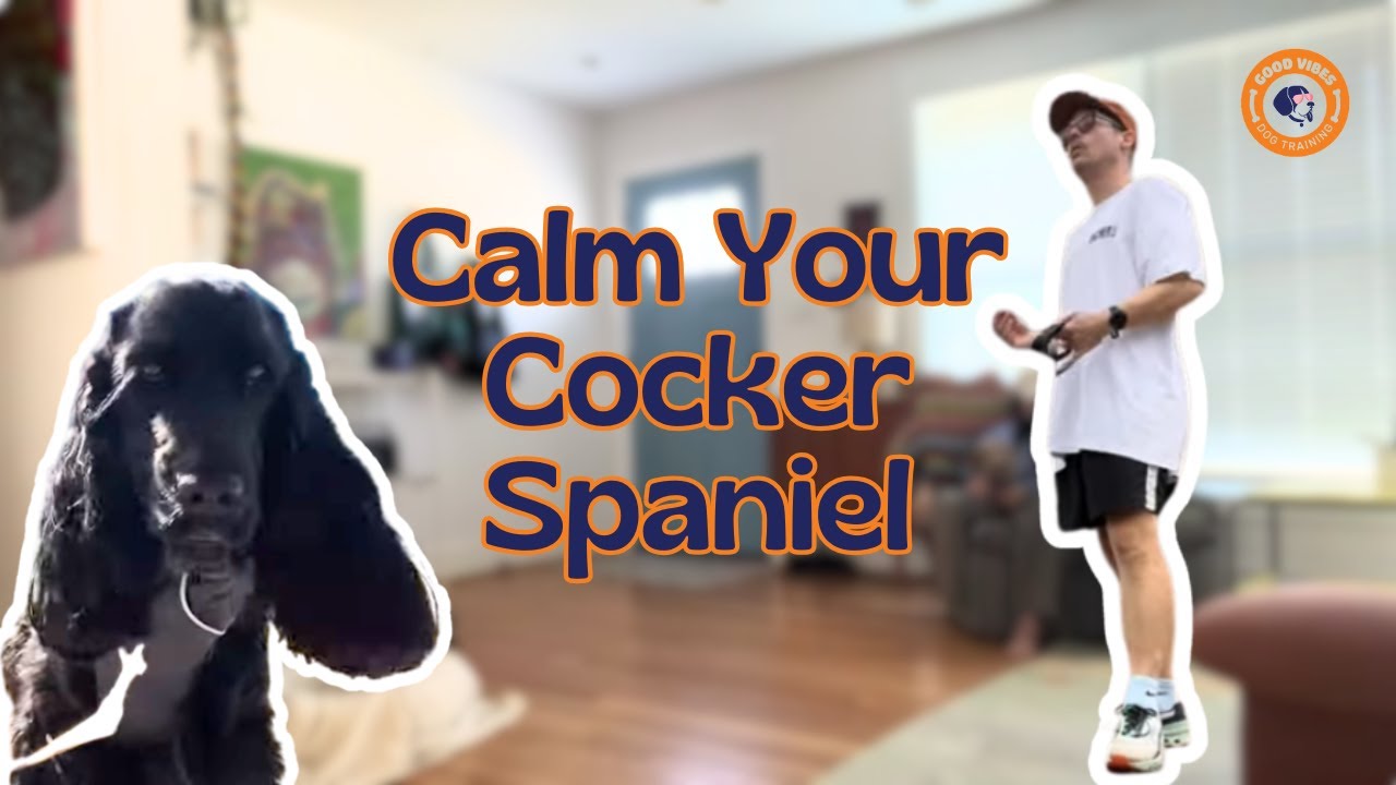 How To Calm Your Cocker Spaniel