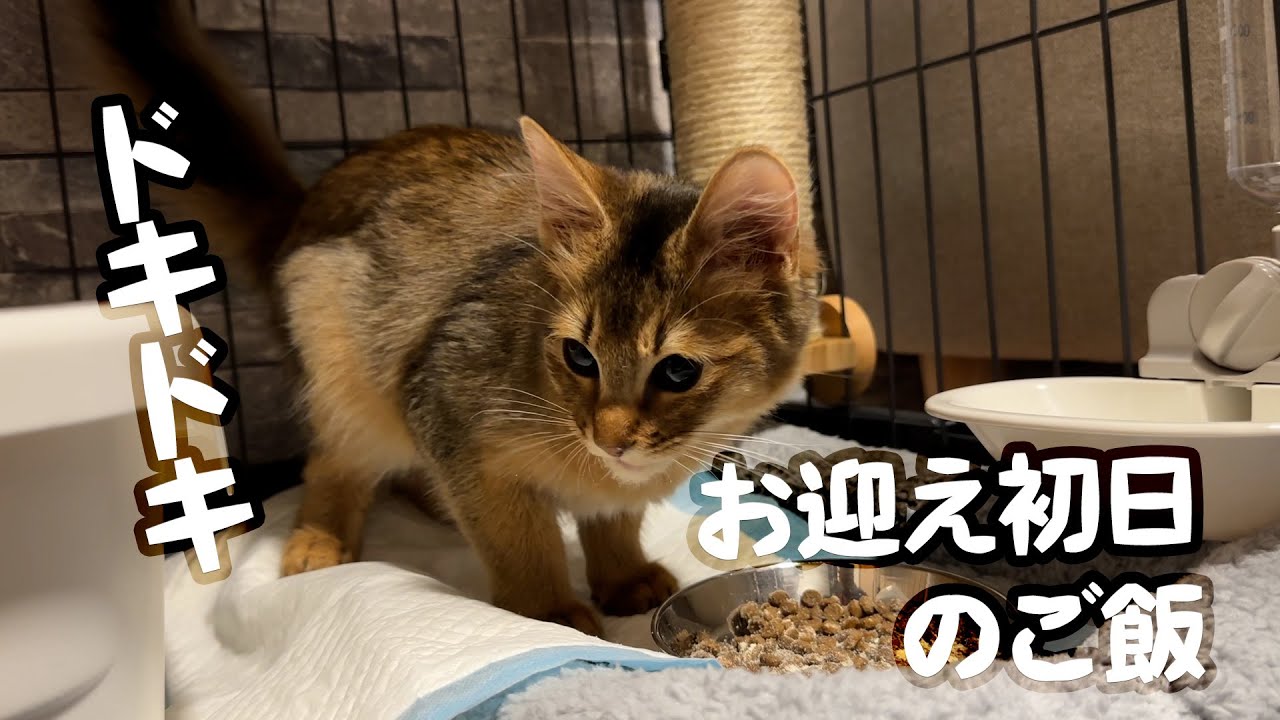 ソマリ猫お迎え後初のご飯【ドキドキ】