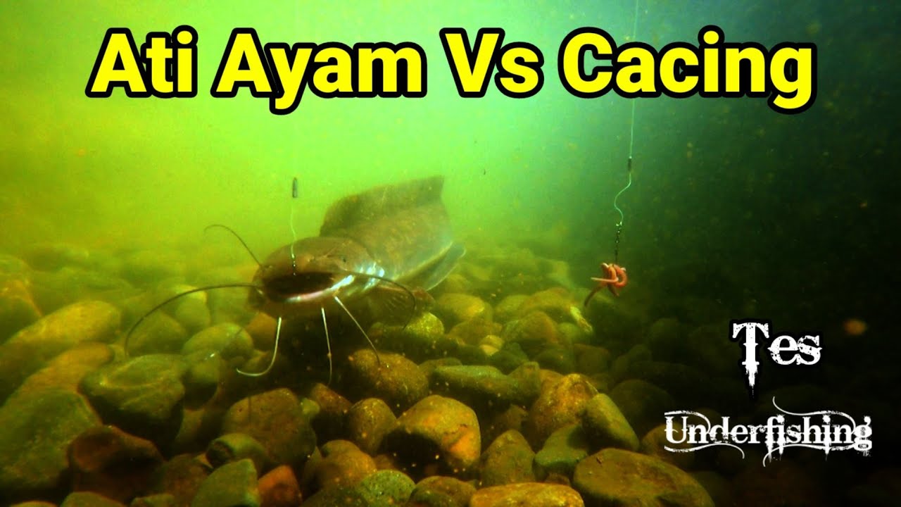 Tes Umpan Lele Jitu Ati Ayam Vs Cacing | Underfishing