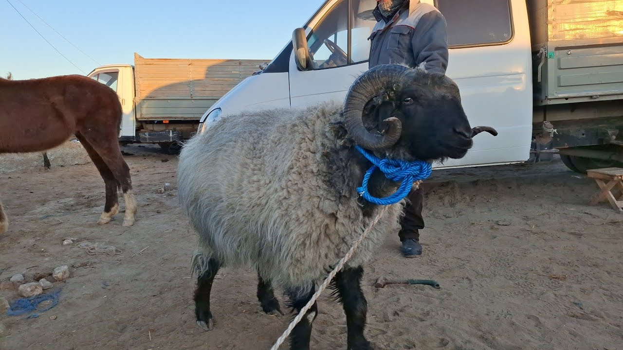 ШОВОТ ПИР БОЗОРИ 🐑ҚЎЙ ҚЎЗИ 🐑НАРХЛАРИ 11-МАРТ ЕРТАЛАПКИ САВДОЛАР