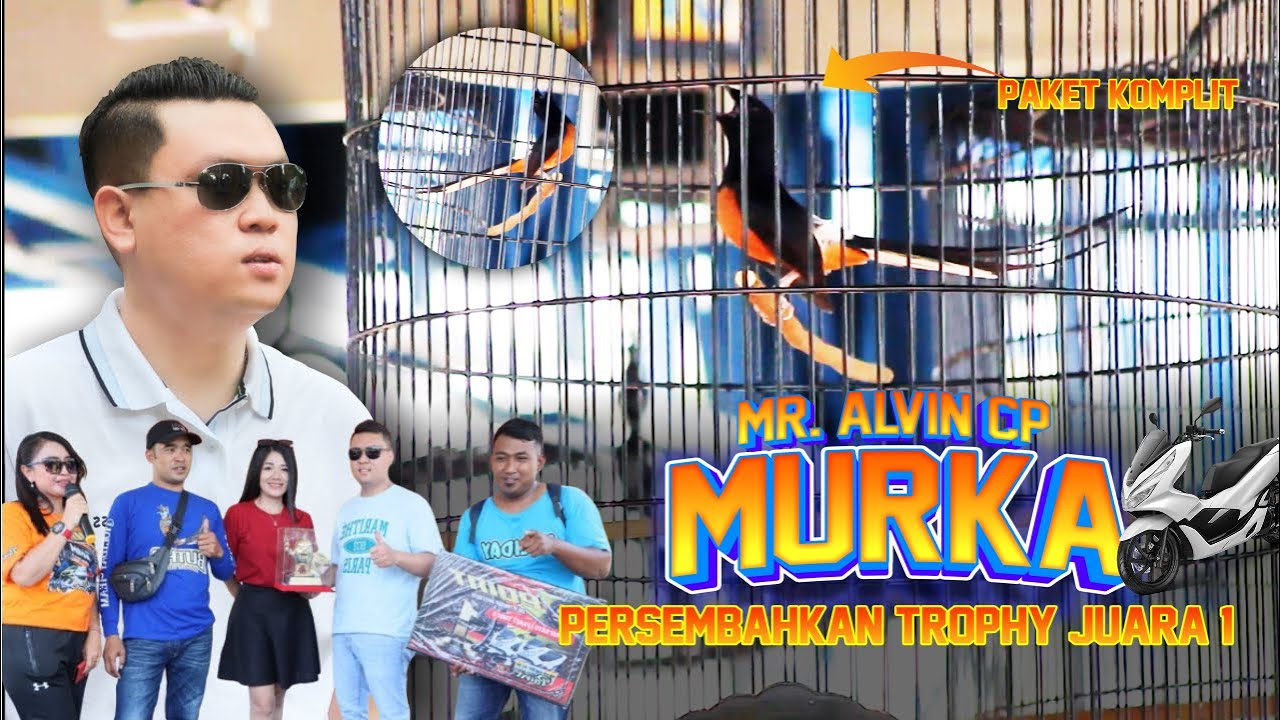 Tampil Garang🔥 Murai Batu MURKA Juara 1 Bawa Pulang Motor PCX - POINT feat SMM Semarang