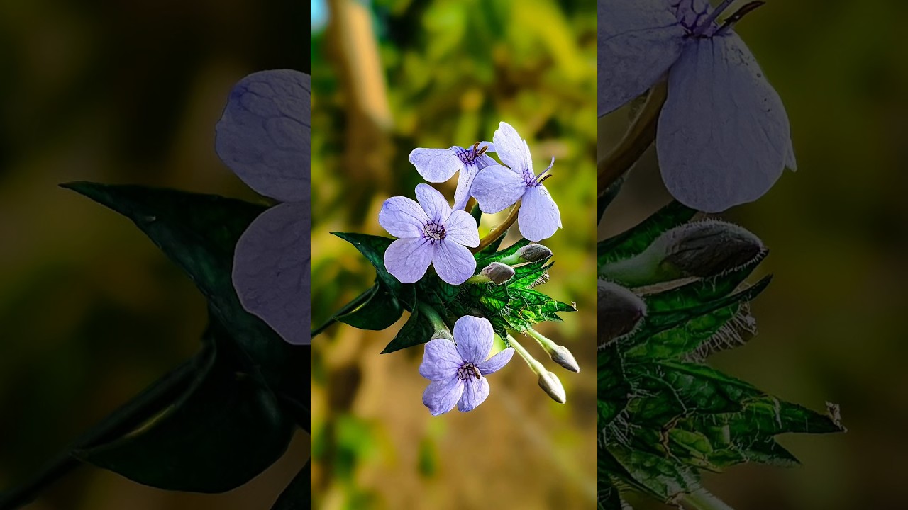 Creative mobile photography | tips & tricks for mobile photography | phono photography | viral shots