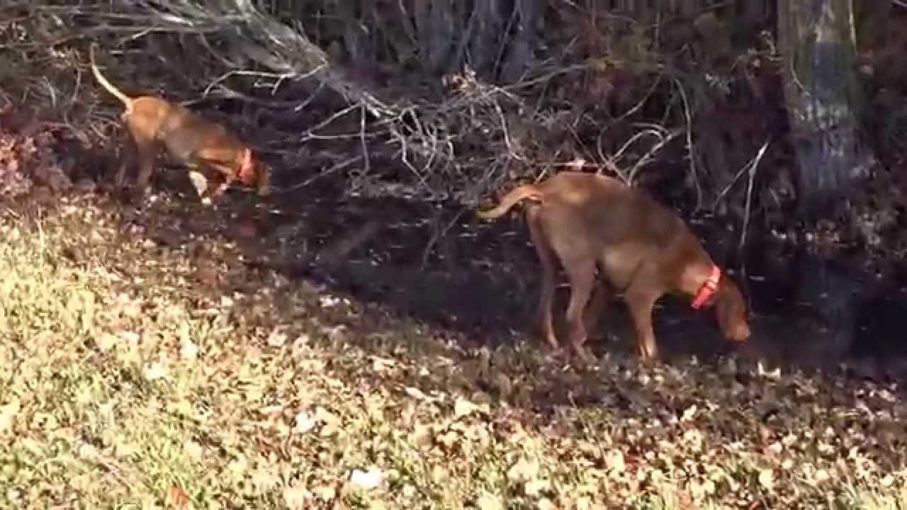Taru e Rebell in cerca ALLEVAMENTO BRACCO UNGHERESE MAGYAR VIZSLA www.magyarvizsla.it