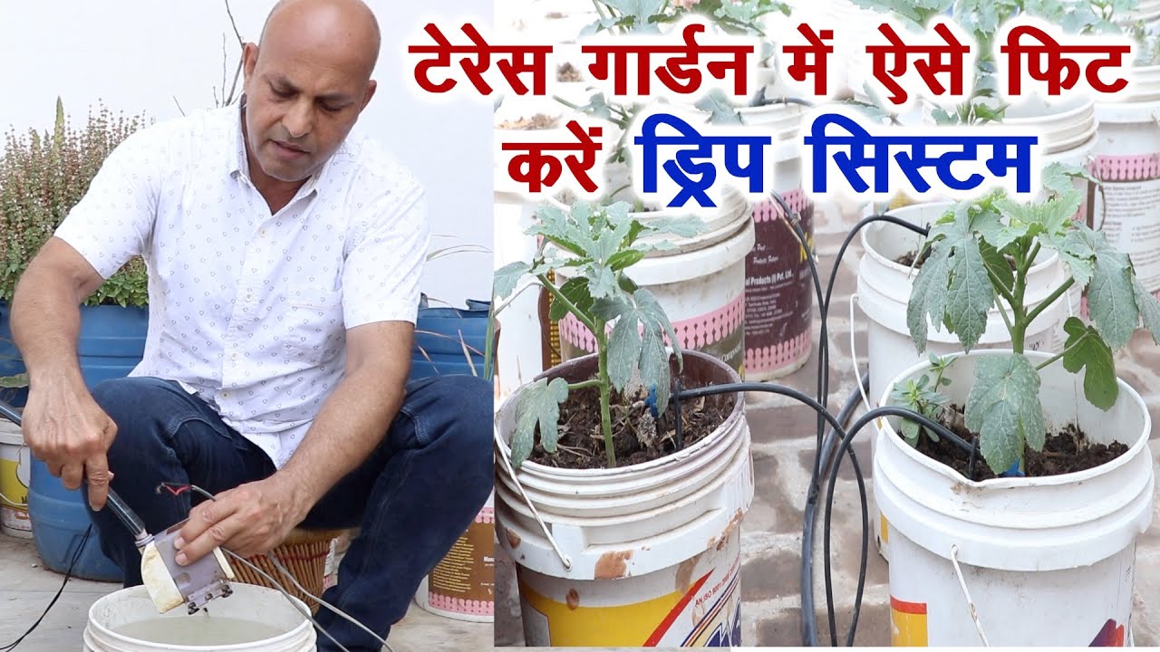किचन गार्डन में ऐसे लगाएं ड्रिप इरिगेशन सिस्टम How to install drip irrigation at Terrace Garden