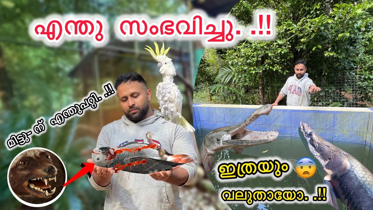 എന്തു സംഭവിച്ചു ..!! 🥹What happened in our backyard Aviary..!! | Hand￼ Feeding  Our Monster Fishes