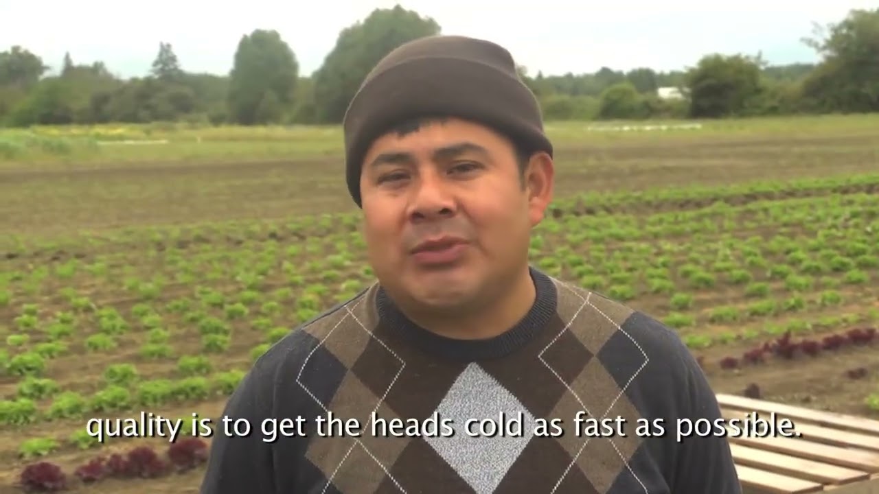 Harvesting and Packing Romaine lettuce for safety and quality 2013 Spanish with Eng subtitles