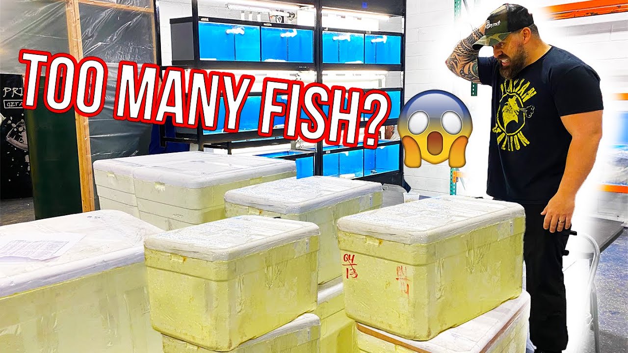 *UNBOXING* LIVE FISH FROM BRAZIL HUGE SHIPMENT With Special Guest - We Filled our ENTIRE Station