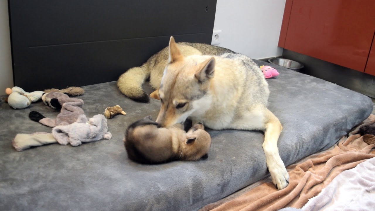 Les chiots d'Akshaya et Clarky ont 16 jours - Elevage des Loups d'Akairo