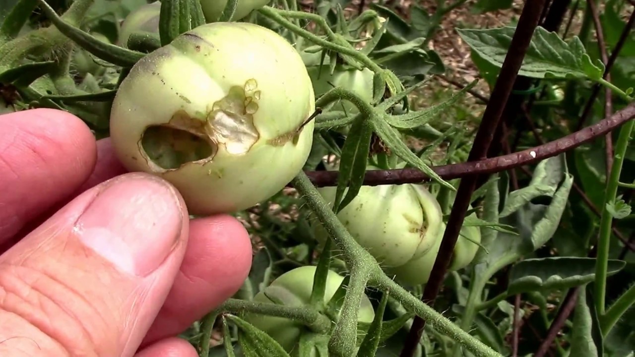 Worms Eating My Tomatoes. Armyworms and Fruitworms.