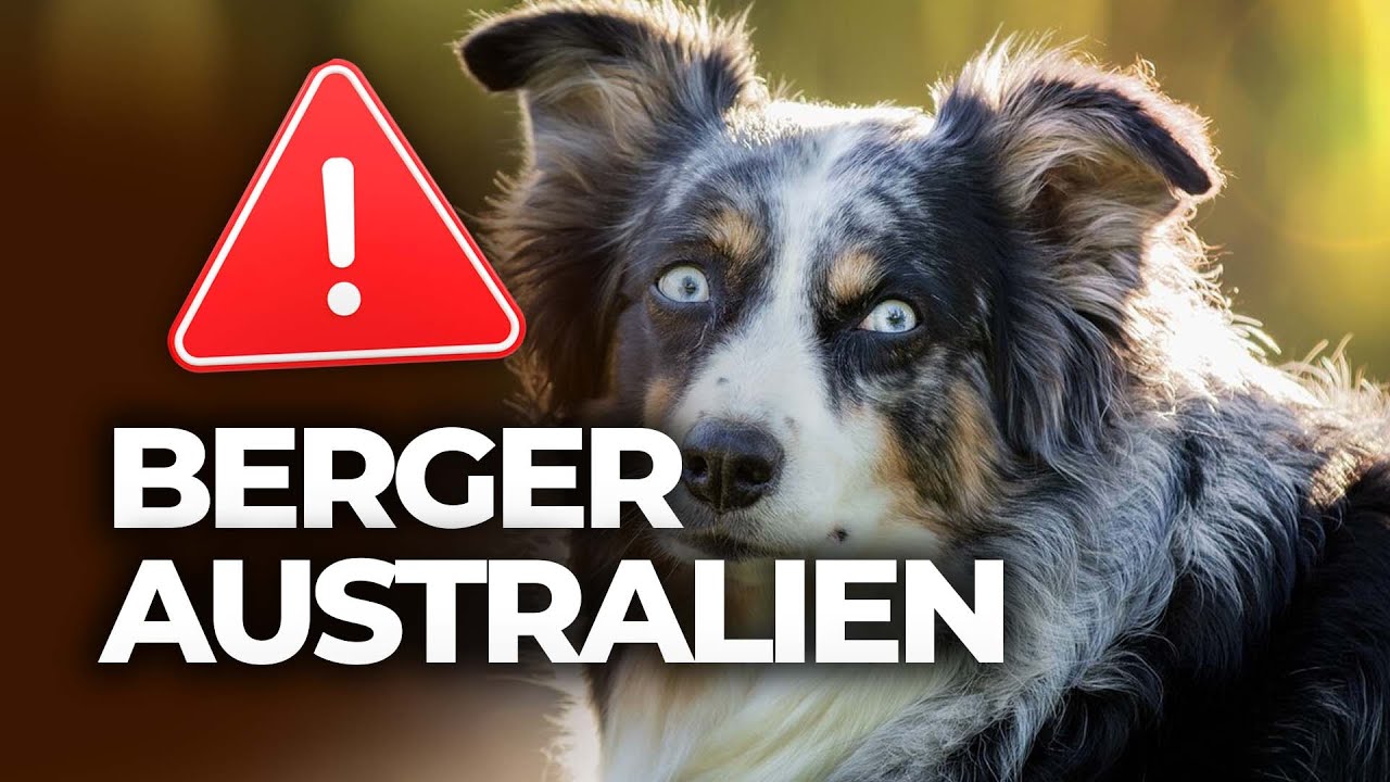 🔴 Voici ce que personne ne vous dit &agrave; propos des Bergers Australiens !