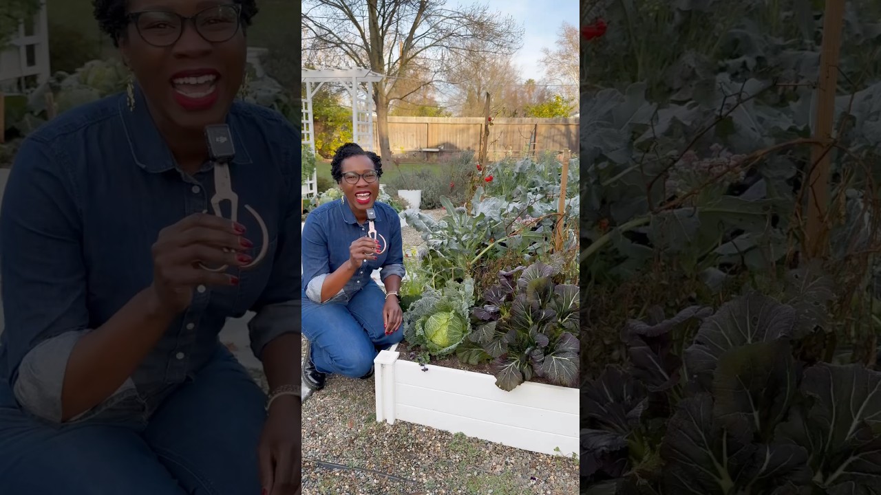 Why settle for 1 head of broccoli when you can eat the whole plant? #gardening #Zerowaste #harvest
