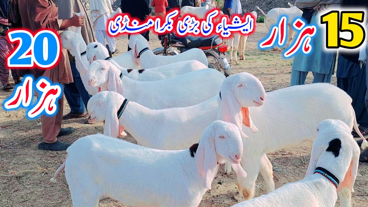 26 January 2026 \ ایشیاء کی سب سے بڑی بکرا منڈی محمد پور آدھی قیمت بکرے اور بکریاں خریدے 