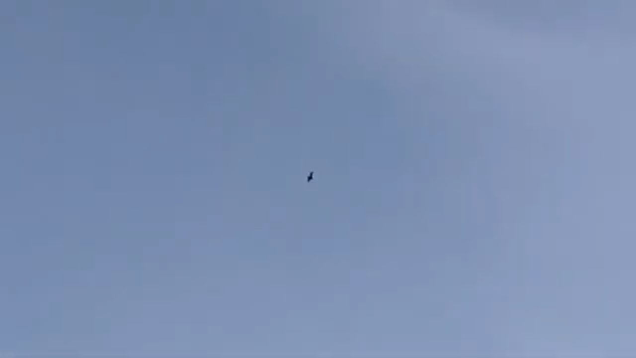 Noctule Bats In Flight