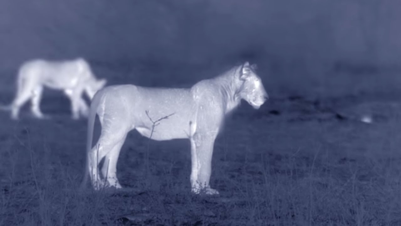 Lions Attack Buffalo at Night | Animal Attacks | Love Nature